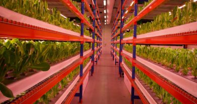 The world’s largest vertical farm using 95% less water opens in Dubai